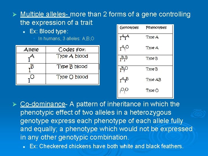 Ø Multiple alleles- more than 2 forms of a gene controlling the expression of