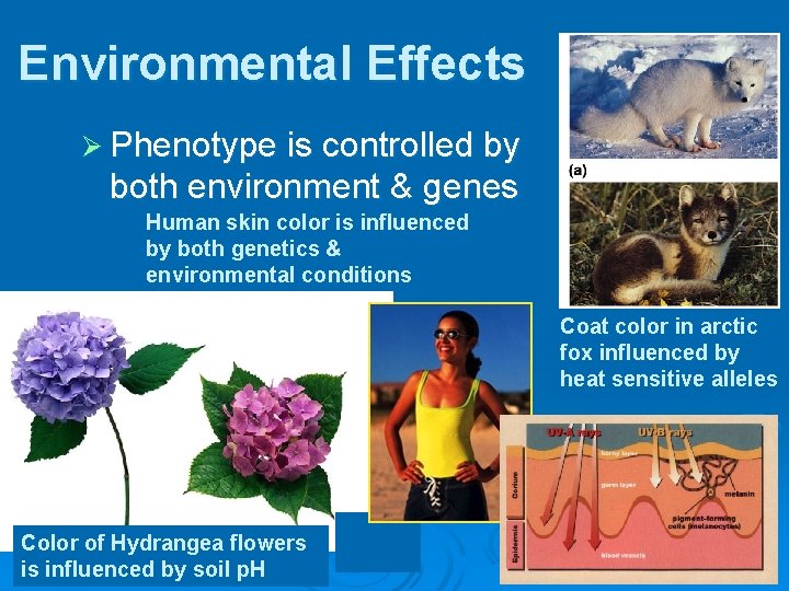 Environmental Effects Ø Phenotype is controlled by both environment & genes Human skin color