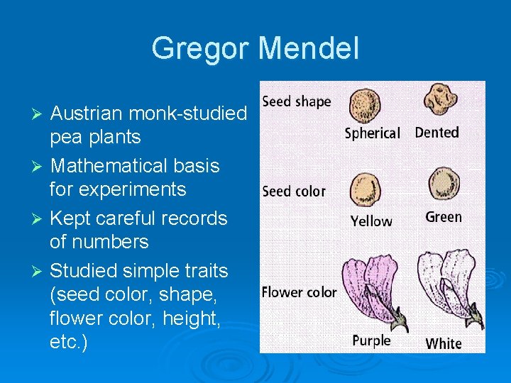 Gregor Mendel Austrian monk-studied pea plants Ø Mathematical basis for experiments Ø Kept careful