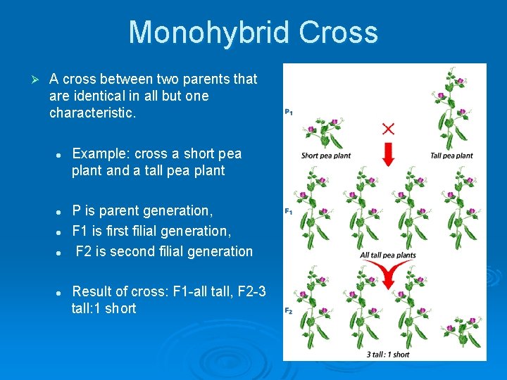 Monohybrid Cross Ø A cross between two parents that are identical in all but