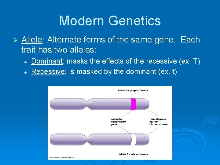 Modern Genetics Ø Allele: Alternate forms of the same gene. Each trait has two