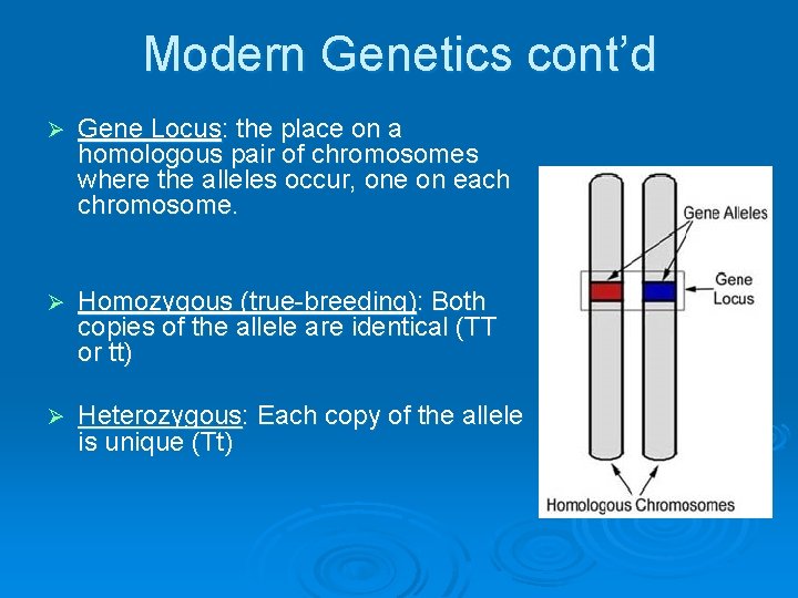 Modern Genetics cont’d Ø Gene Locus: the place on a homologous pair of chromosomes