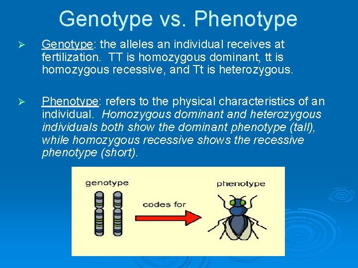 Genotype vs. Phenotype Ø Genotype: the alleles an individual receives at fertilization. TT is