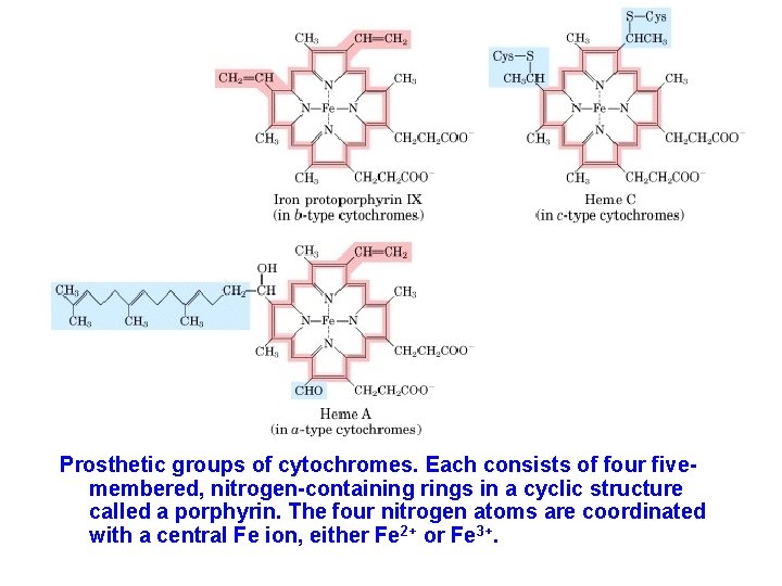 Prosthetic groups of cytochromes. Each consists of four fivemembered, nitrogen-containing rings in a cyclic