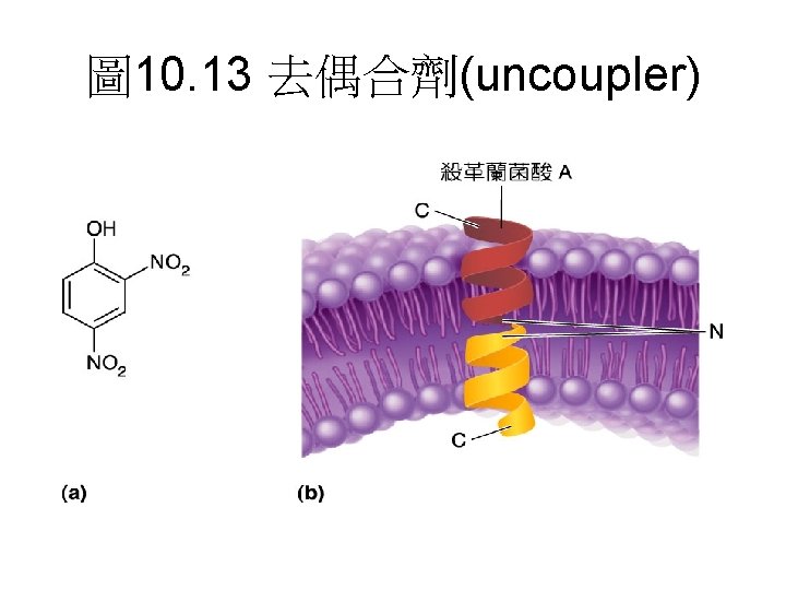 圖 10. 13 去偶合劑(uncoupler) 