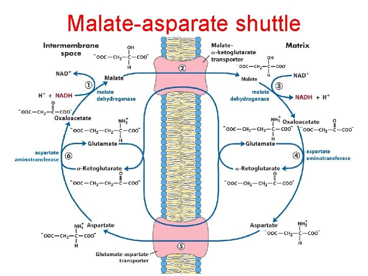 Malate-asparate shuttle 