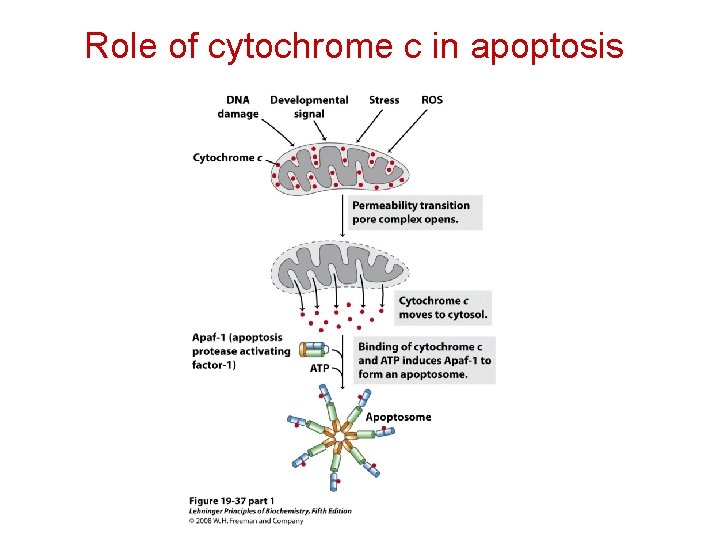 Role of cytochrome c in apoptosis 
