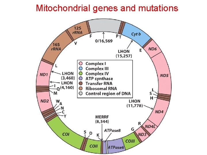 Mitochondrial genes and mutations 