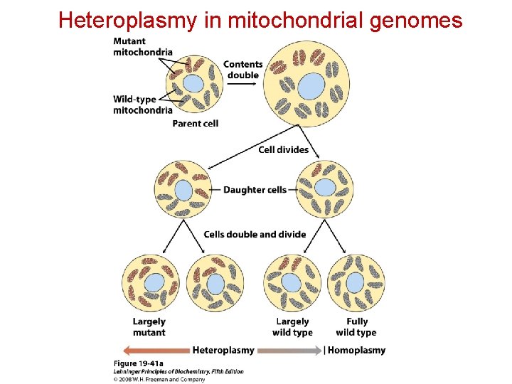 Heteroplasmy in mitochondrial genomes 
