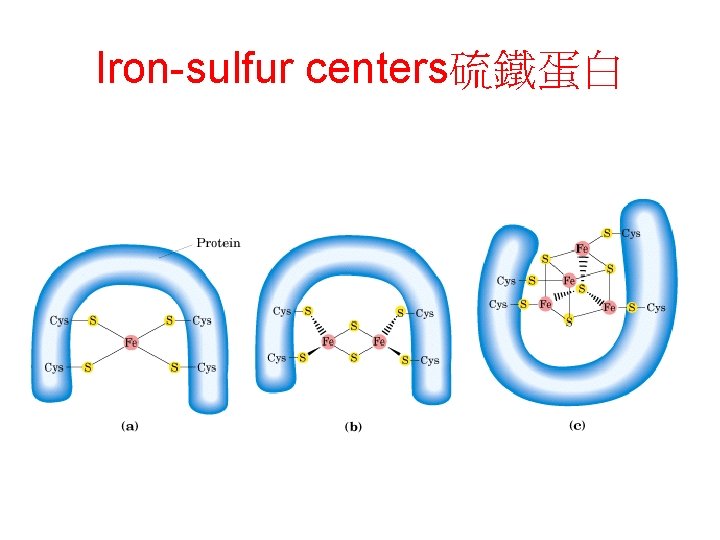 Iron-sulfur centers硫鐵蛋白 