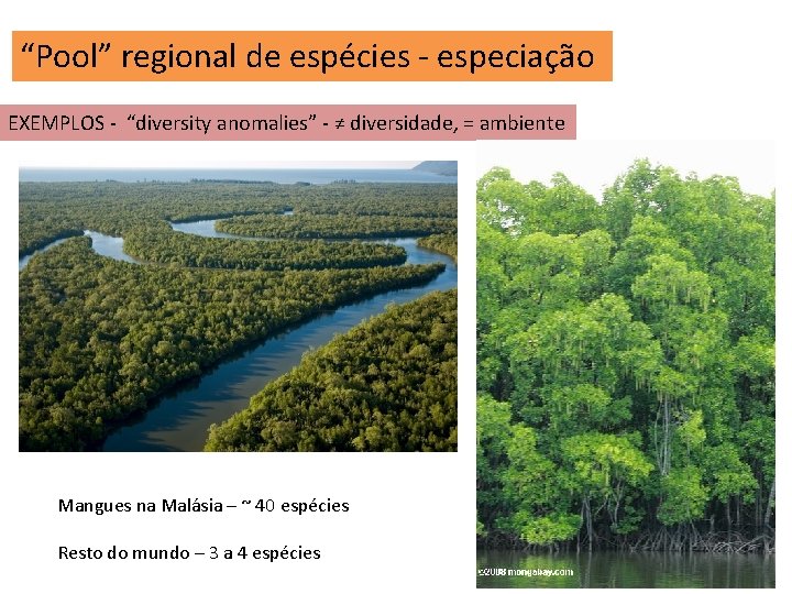 “Pool” regional de espécies - especiação EXEMPLOS - “diversity anomalies” - ≠ diversidade, =