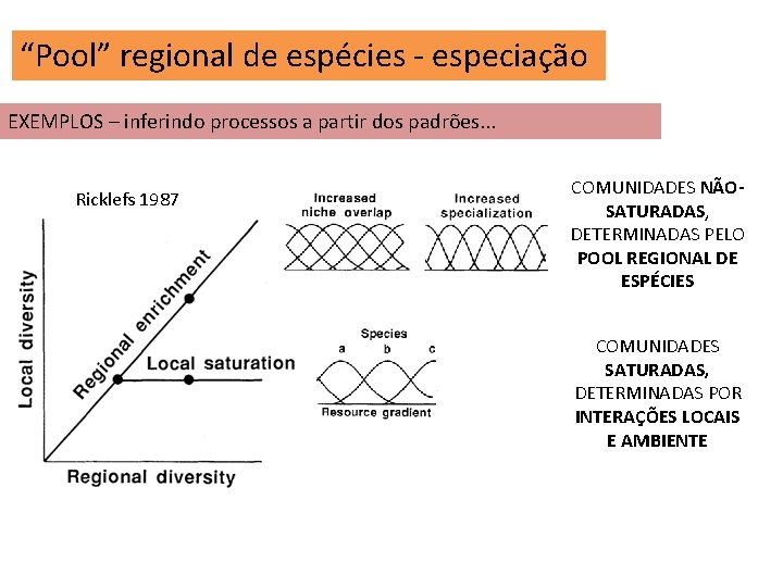 “Pool” regional de espécies - especiação EXEMPLOS – inferindo processos a partir dos padrões.