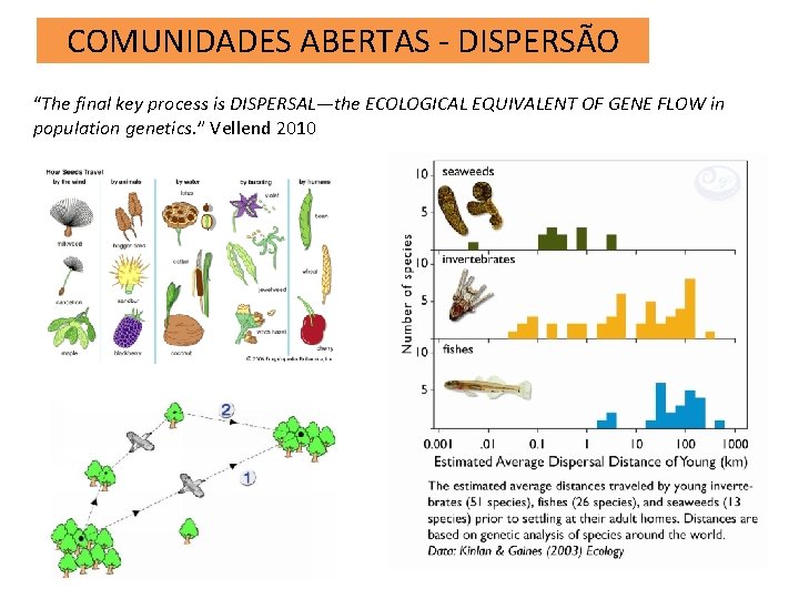 COMUNIDADES ABERTAS - DISPERSÃO “The final key process is DISPERSAL—the ECOLOGICAL EQUIVALENT OF GENE