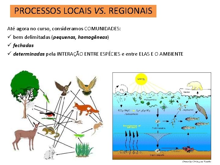 PROCESSOS LOCAIS VS. REGIONAIS Até agora no curso, consideramos COMUNIDADES: ü bem delimitadas (pequenas,