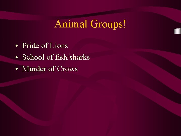 Animal Groups! • Pride of Lions • School of fish/sharks • Murder of Crows