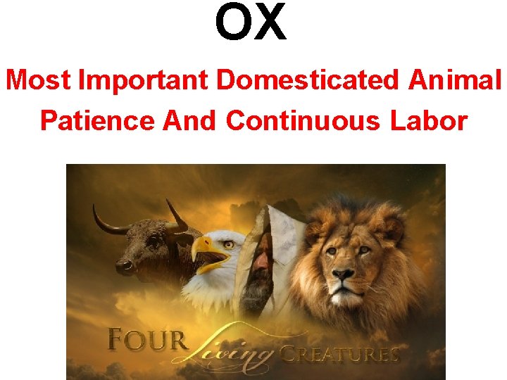 OX Most Important Domesticated Animal Patience And Continuous Labor 