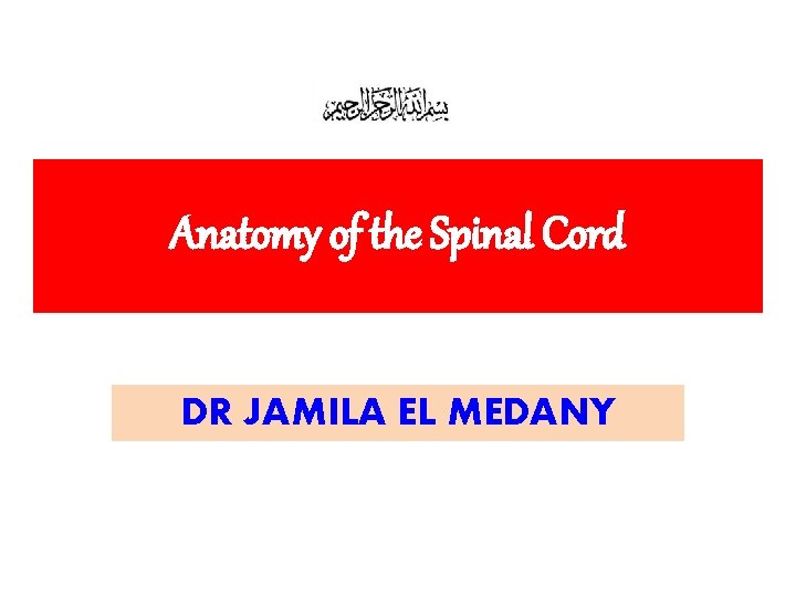 Anatomy of the Spinal Cord DR JAMILA EL MEDANY 