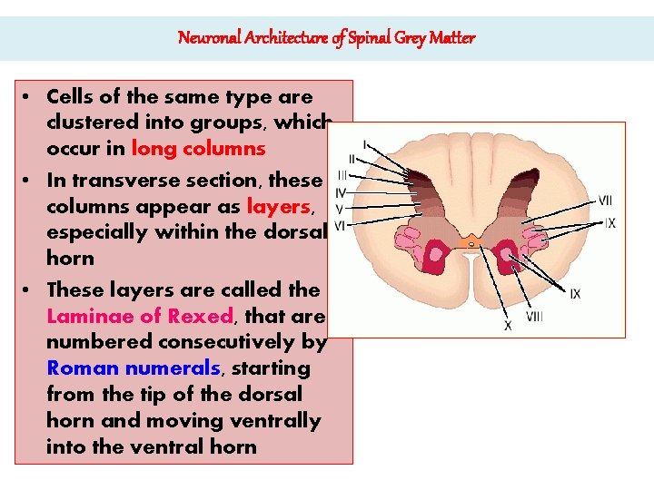 Neuronal Architecture of Spinal Grey Matter • Cells of the same type are clustered