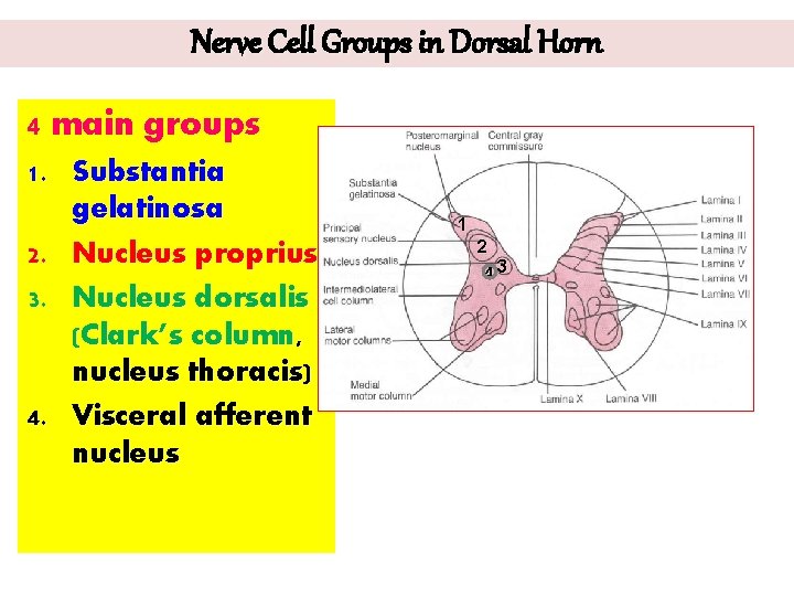 Nerve Cell Groups in Dorsal Horn 4 main groups 1. Substantia gelatinosa 2. Nucleus