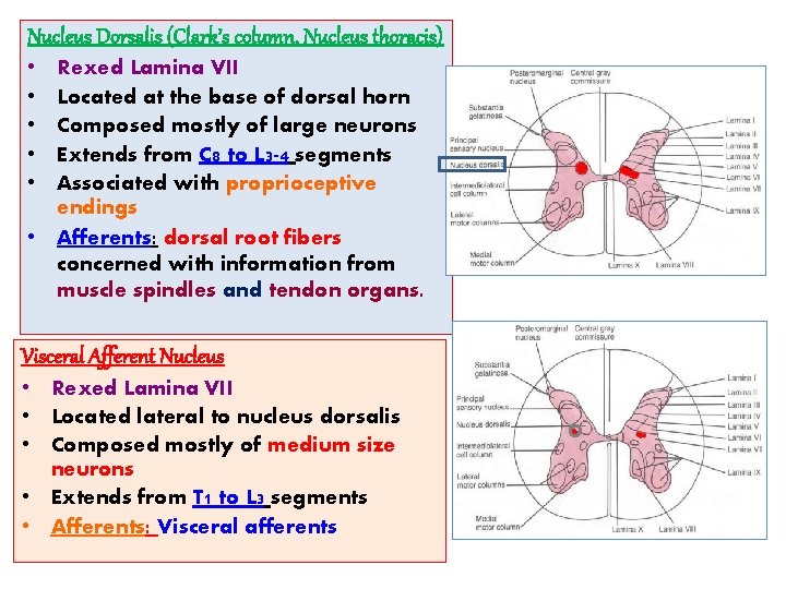 Nucleus Dorsalis (Clark’s column, Nucleus thoracis) • • • Rexed Lamina VII Located at