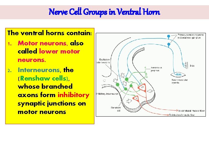 Nerve Cell Groups in Ventral Horn The ventral horns contain: 1. Motor neurons, also