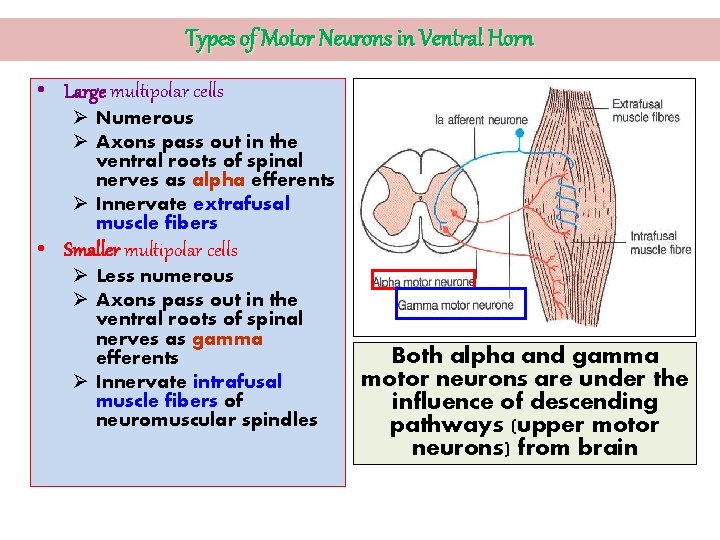 Types of Motor Neurons in Ventral Horn • Large multipolar cells Ø Numerous Ø