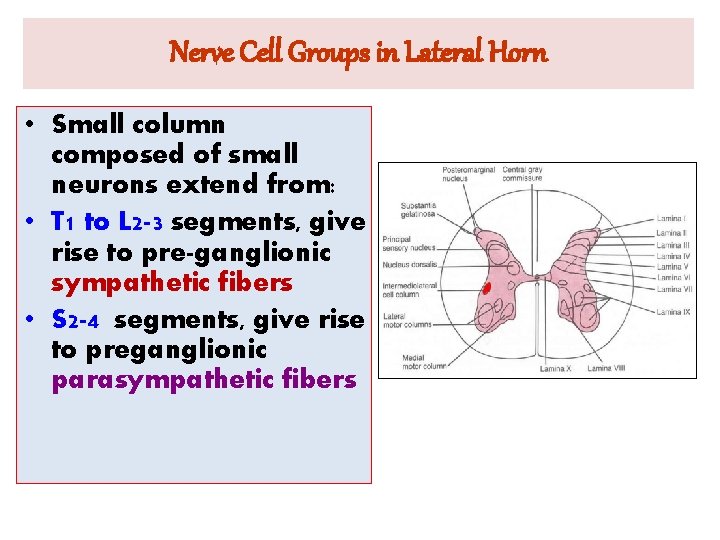 Nerve Cell Groups in Lateral Horn • Small column composed of small neurons extend