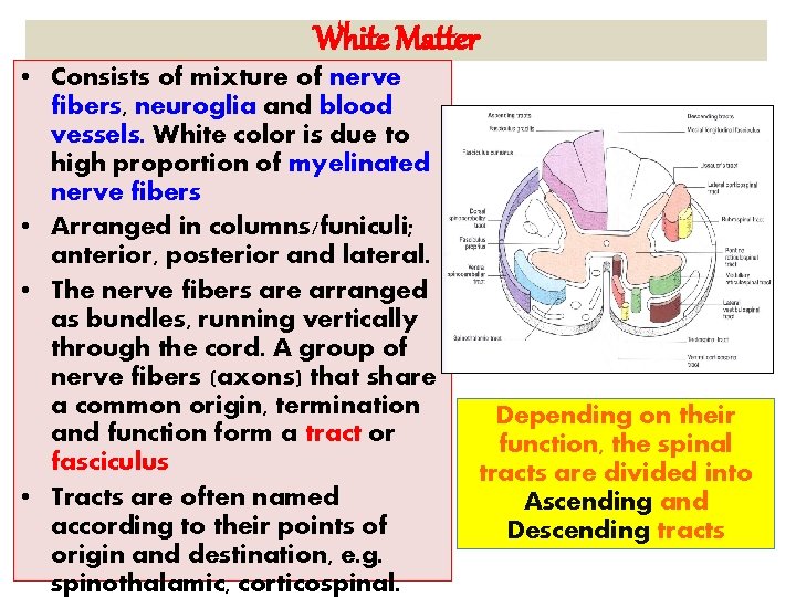 White Matter • Consists of mixture of nerve fibers, neuroglia and blood vessels. White