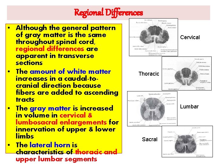 Regional Differences • Although the general pattern of gray matter is the same throughout