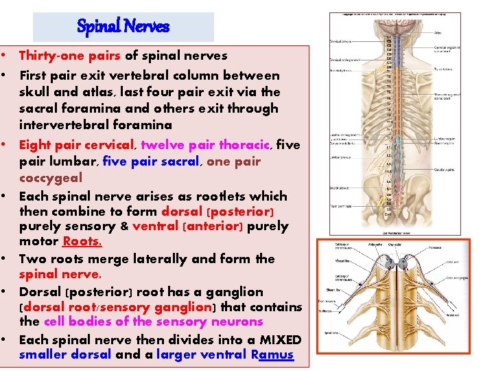 Spinal Nerves • Thirty-one pairs of spinal nerves • First pair exit vertebral column