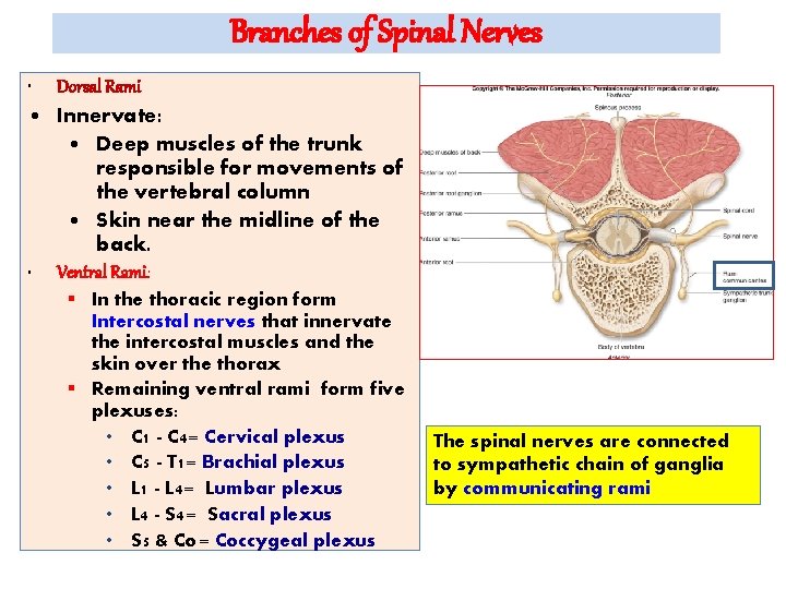 Branches of Spinal Nerves • Dorsal Rami • Innervate: • Deep muscles of the
