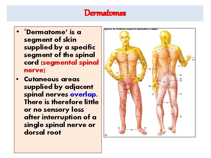 Dermatomes • ‘Dermatome’ is a segment of skin supplied by a specific segment of