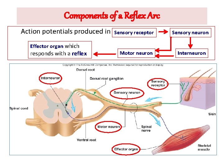 Components of a Reflex Arc Action potentials produced in Effector organ which responds with