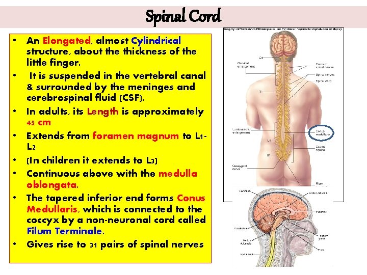 Spinal Cord • An Elongated, almost Cylindrical structure, about the thickness of the little