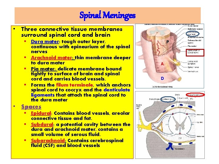 Spinal Meninges • Three connective tissue membranes surround spinal cord and brain § Dura