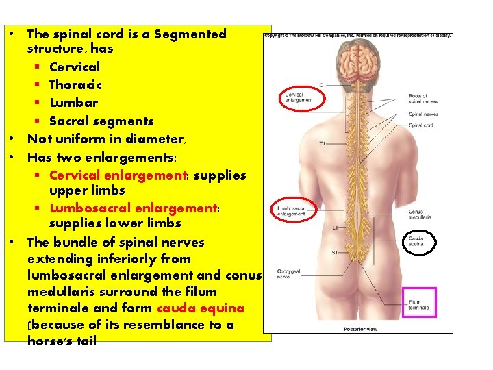  • The spinal cord is a Segmented structure, has § Cervical § Thoracic