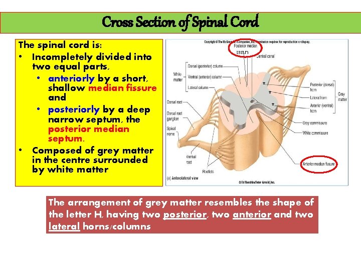 Cross Section of Spinal Cord The spinal cord is: • Incompletely divided into two