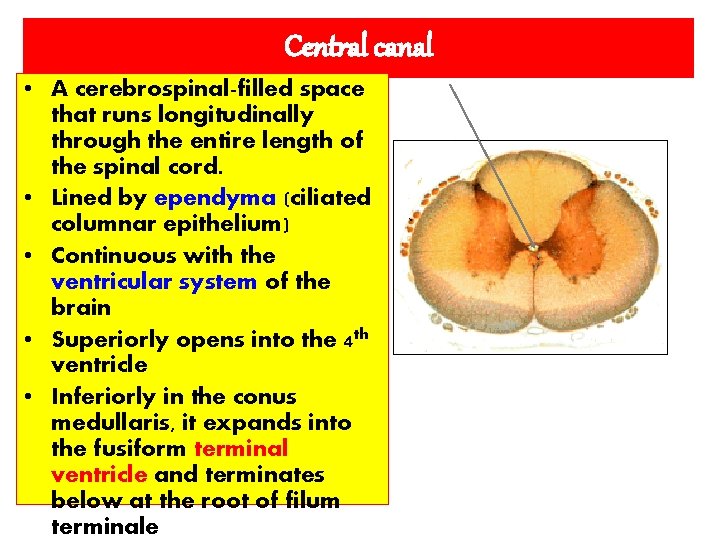 Central canal • A cerebrospinal-filled space that runs longitudinally through the entire length of