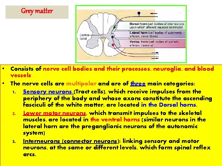 Grey matter • Consists of nerve cell bodies and their processes, neuroglia, and blood