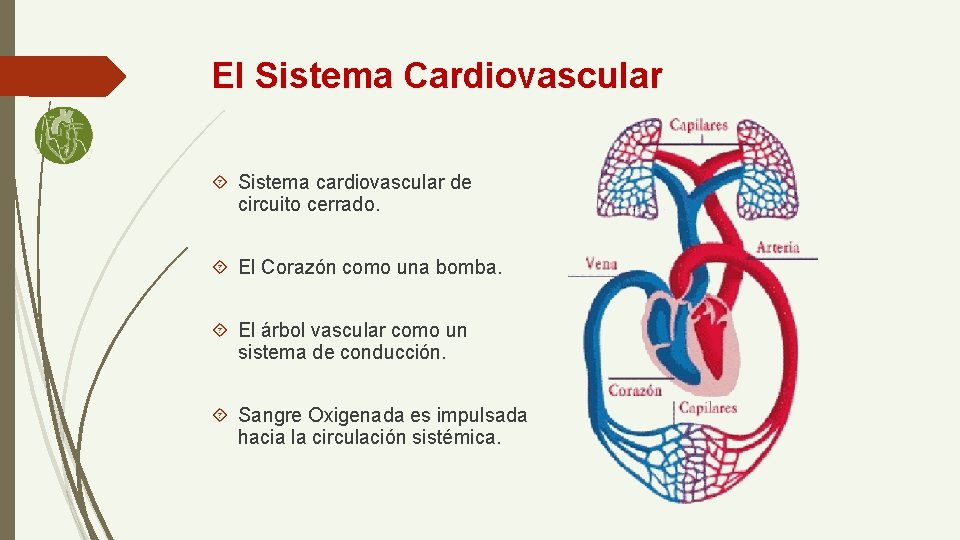 El Sistema Cardiovascular Sistema cardiovascular de circuito cerrado. El Corazón como una bomba. El