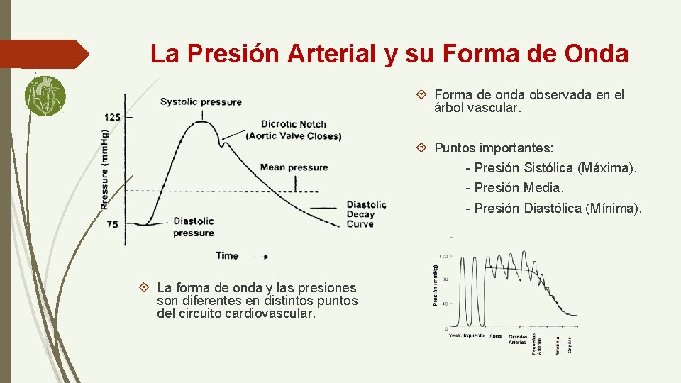 La Presión Arterial y su Forma de Onda Forma de onda observada en el