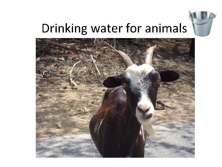 Drinking water for animals 