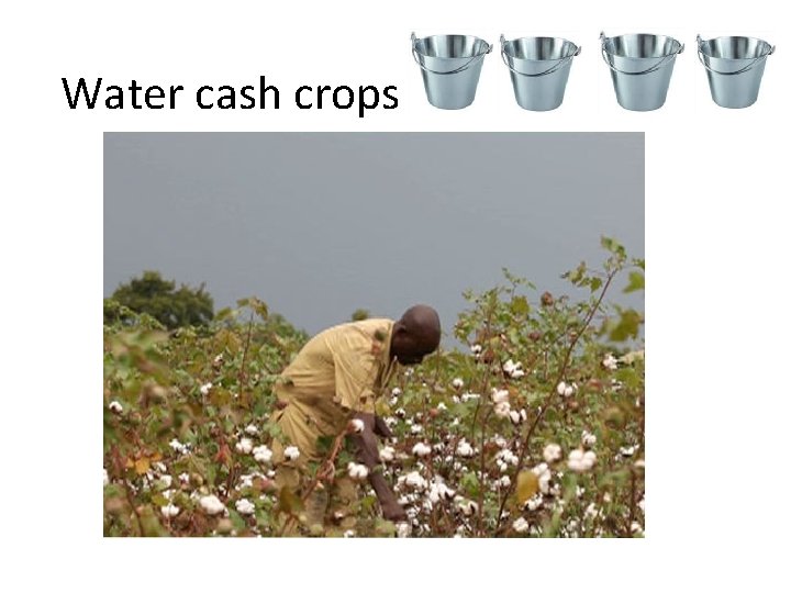 Water cash crops 