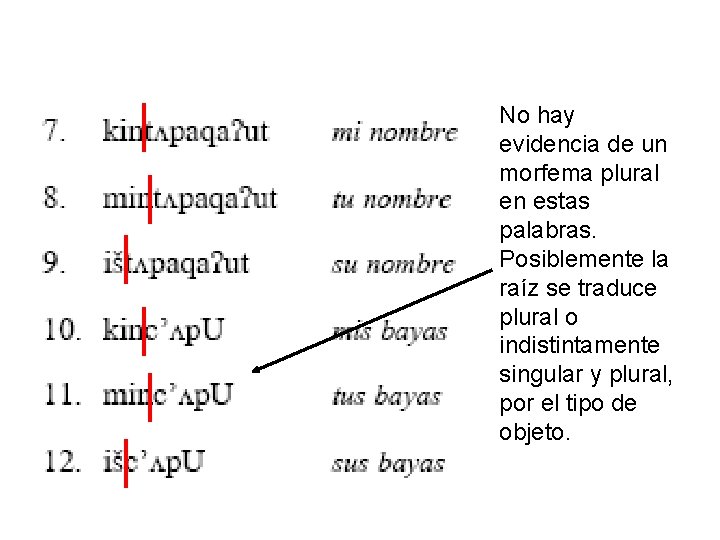 No hay evidencia de un morfema plural en estas palabras. Posiblemente la raíz se
