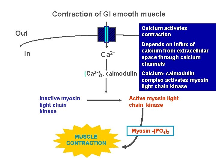 Contraction of GI smooth muscle Calcium activates contraction Out In Ca 2+ Depends on