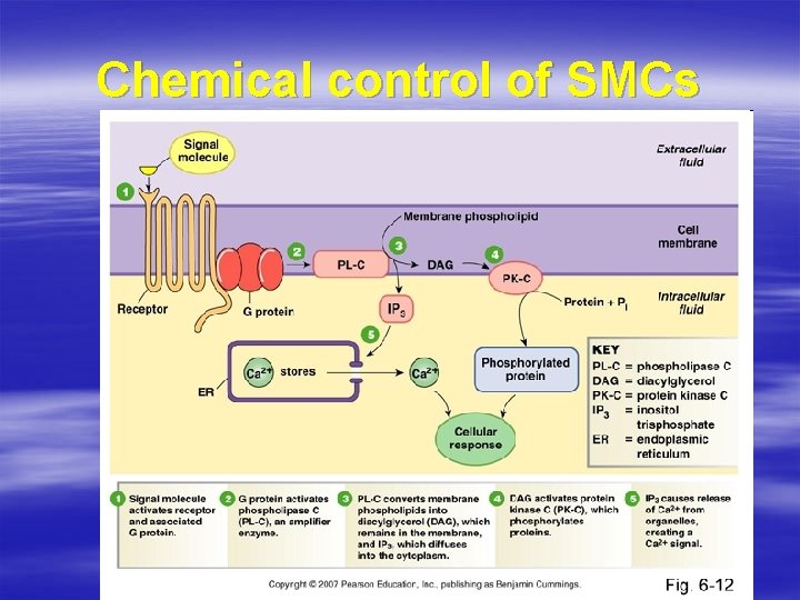 Chemical control of SMCs 