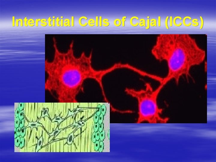 Interstitial Cells of Cajal (ICCs) 