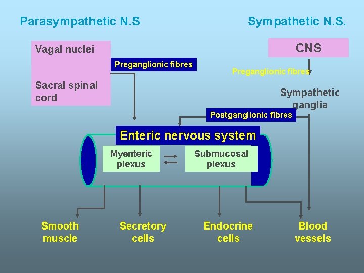 Parasympathetic N. S Sympathetic N. S. CNS Vagal nuclei Preganglionic fibres Sacral spinal cord