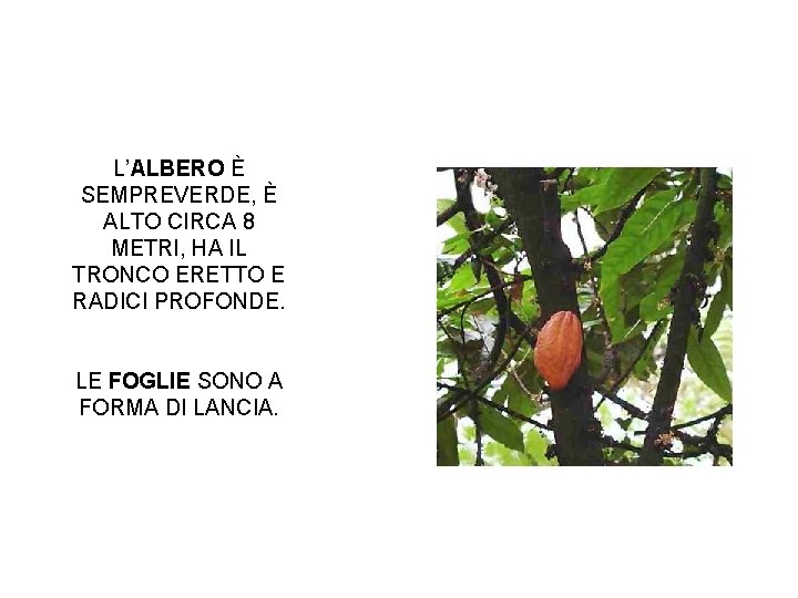 L’ALBERO È SEMPREVERDE, È ALTO CIRCA 8 METRI, HA IL TRONCO ERETTO E RADICI