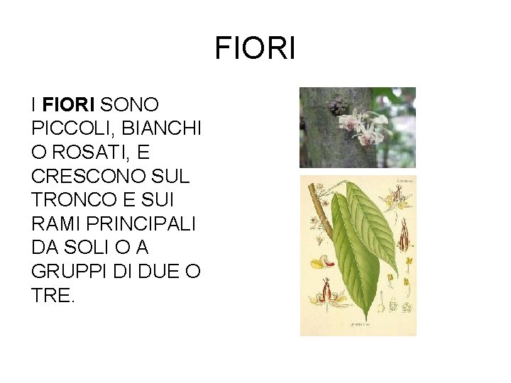 FIORI I FIORI SONO PICCOLI, BIANCHI O ROSATI, E CRESCONO SUL TRONCO E SUI